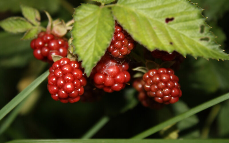 Ripe red raspberries on a bush