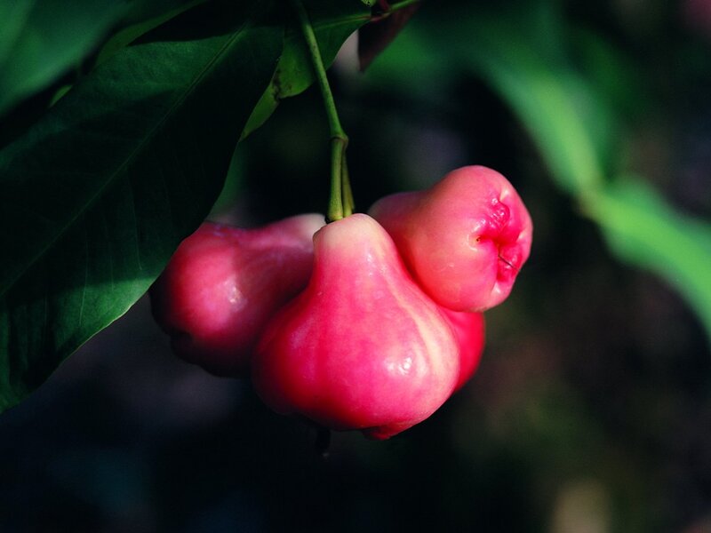 Ripe rose apples on a tree