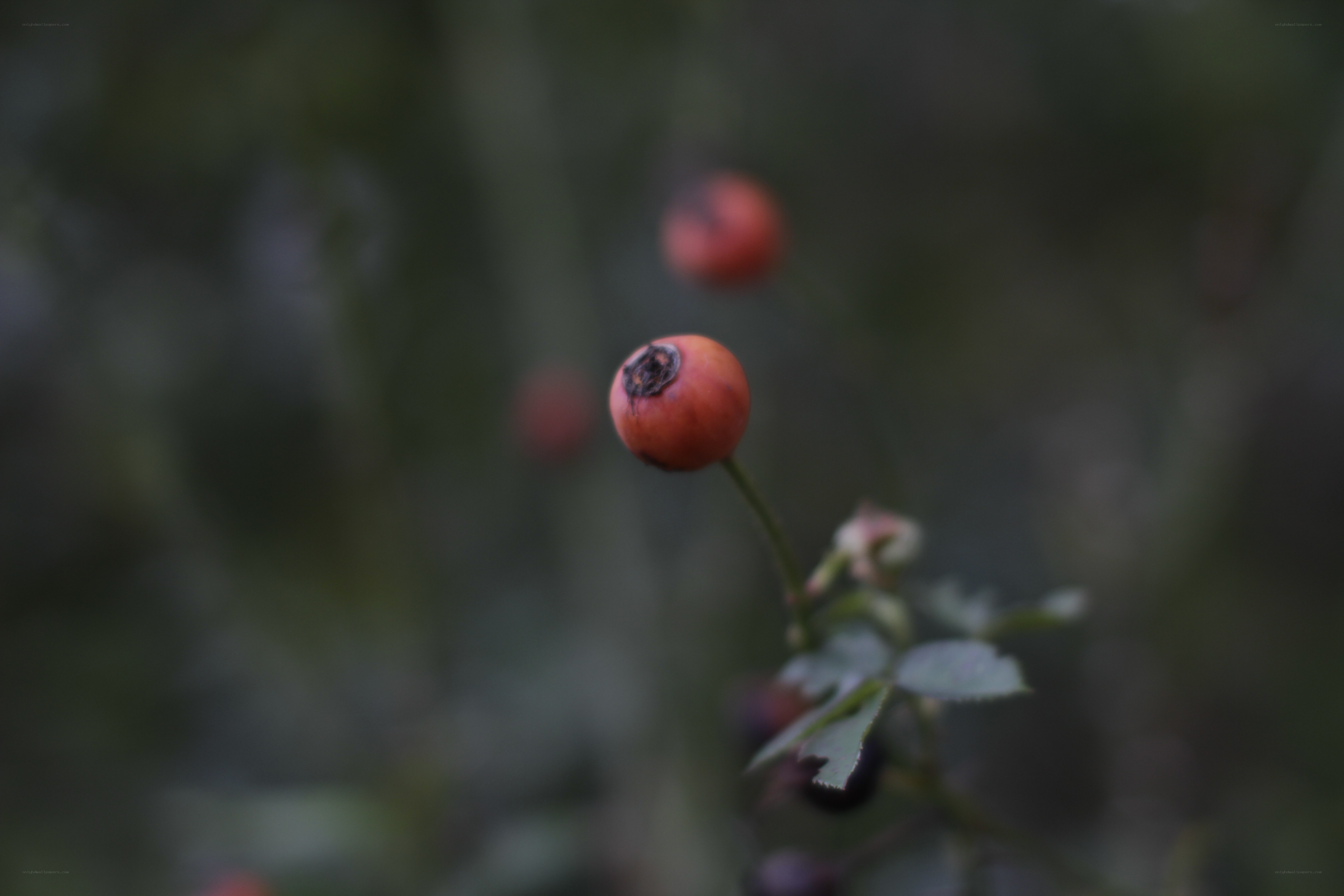 Ripe rose hips on a branch
