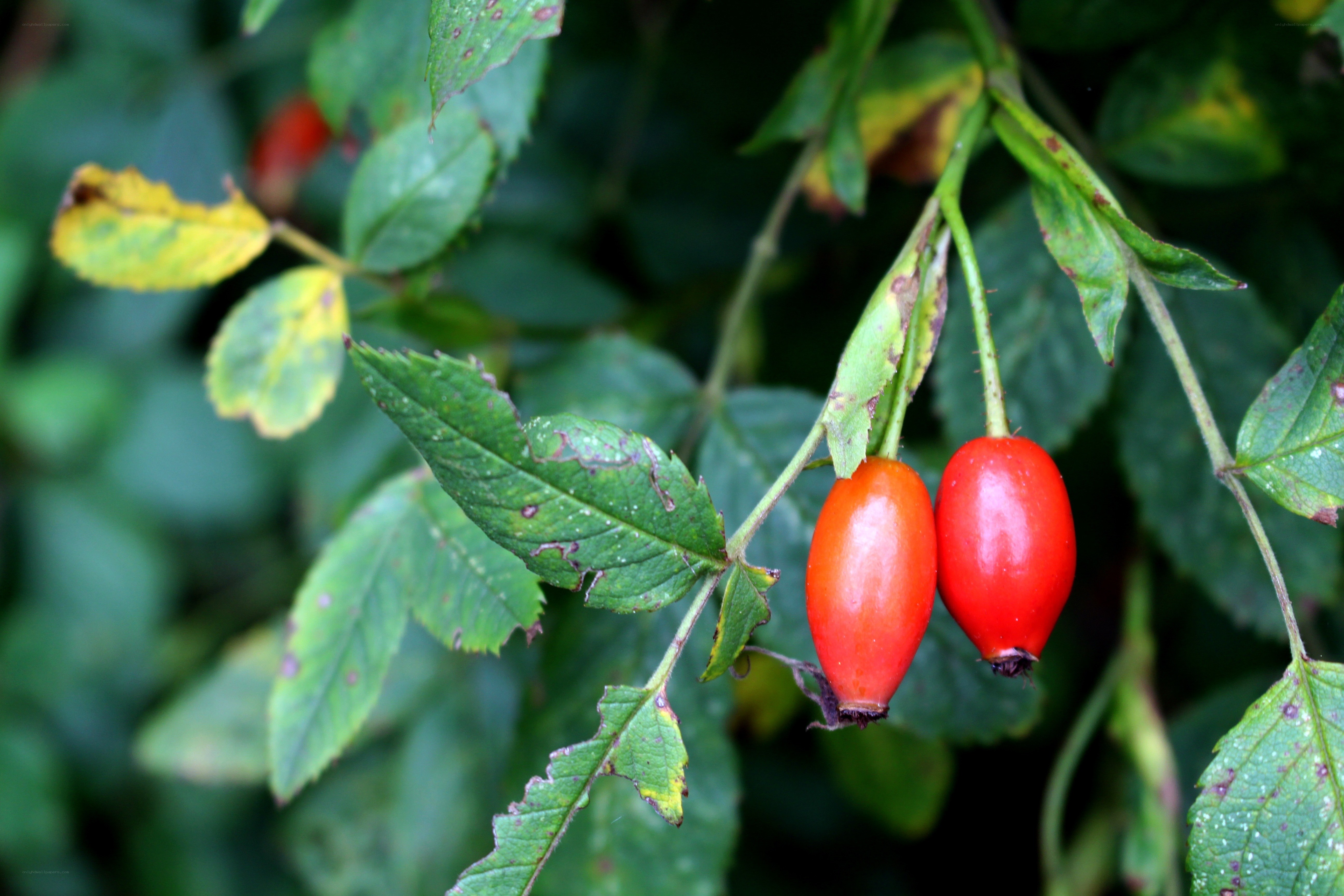 Ripe rose hips on a bush