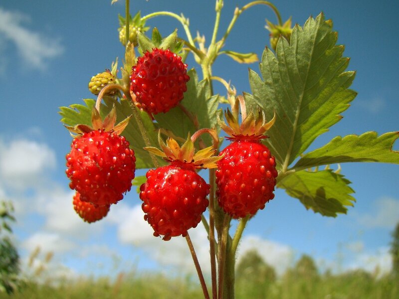Ripe strawberries on a sunny day