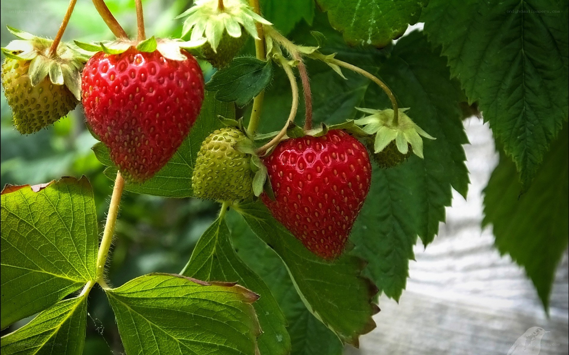 Ripe strawberries on a vine