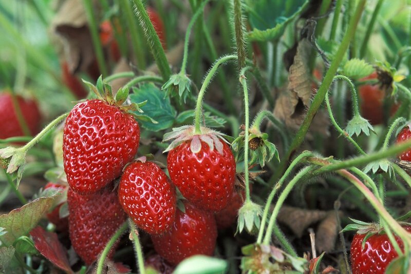 Ripe Strawberries on Plant