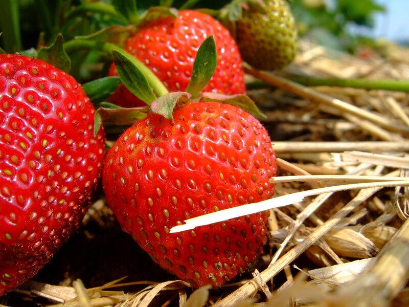 Ripe Strawberries on Straw