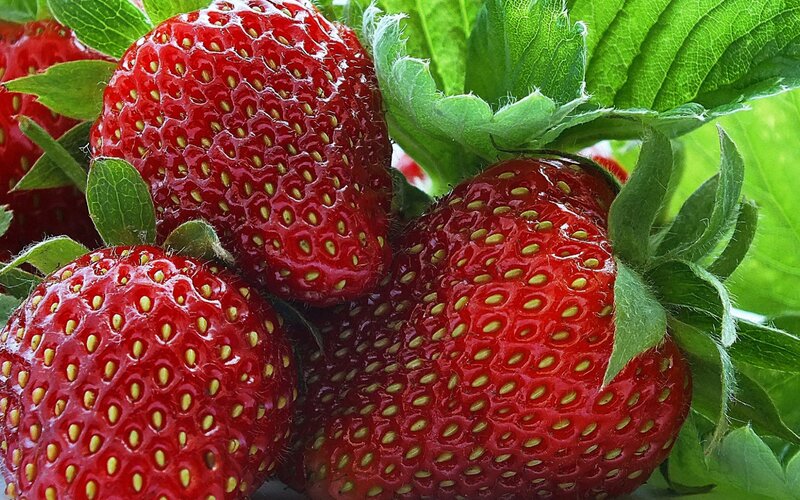Ripe Strawberries on Vine — Red, Fresh