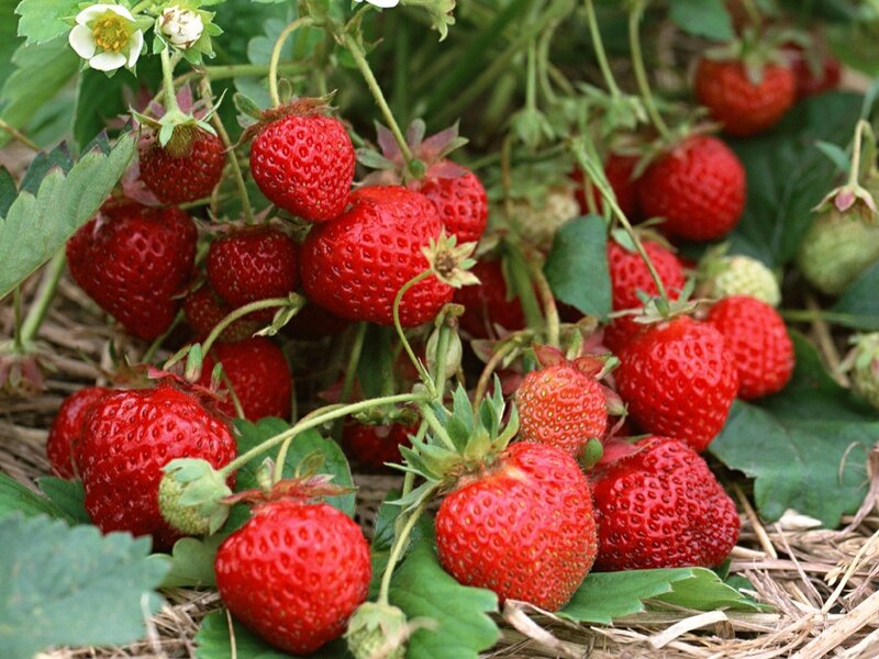 Ripe Strawberries on Vine — Red, Natural, Summer, Photograph, Leaves