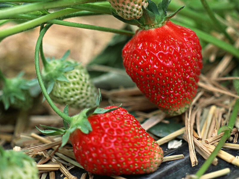 Ripe Strawberries on Vine — Red, Natural, Summer
