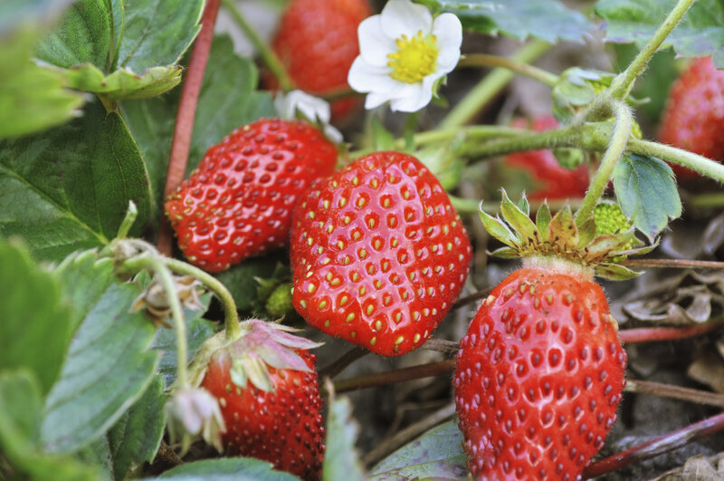 Ripe Strawberries on Vine — Red, Natural