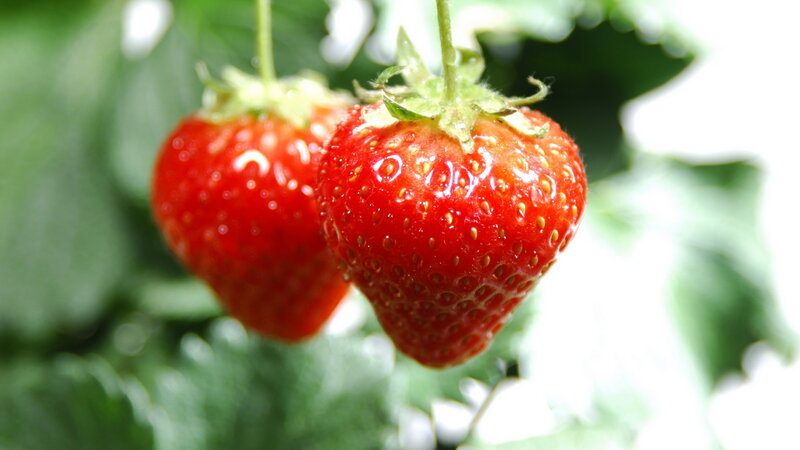 Ripe Strawberries on Vine — Red