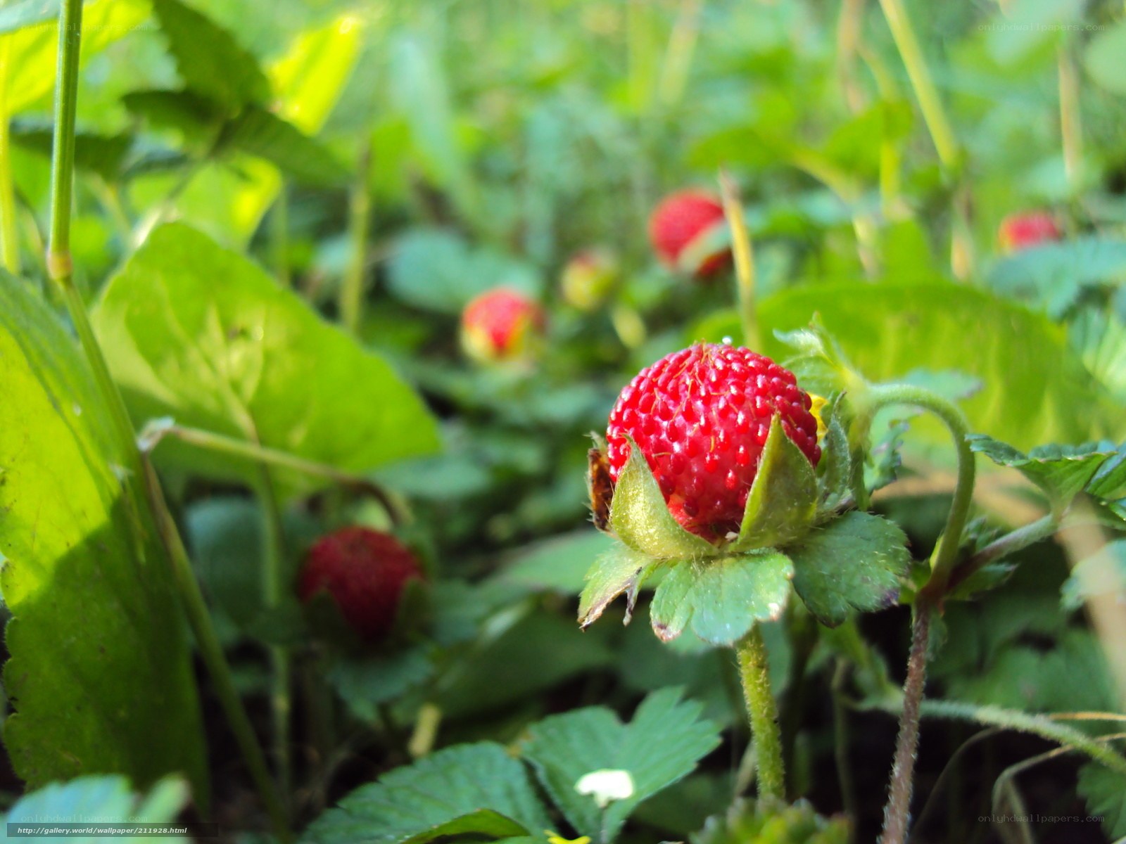 Ripe strawberry in green foliage