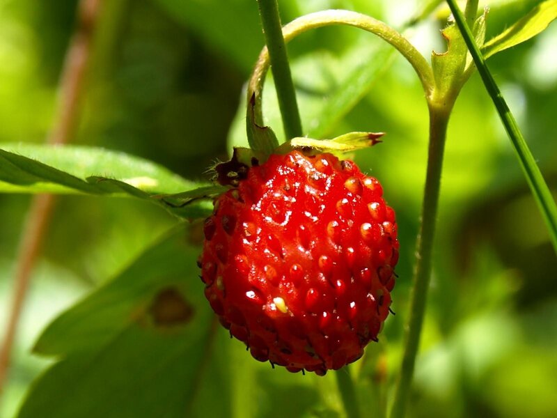 Ripe strawberry on a plant