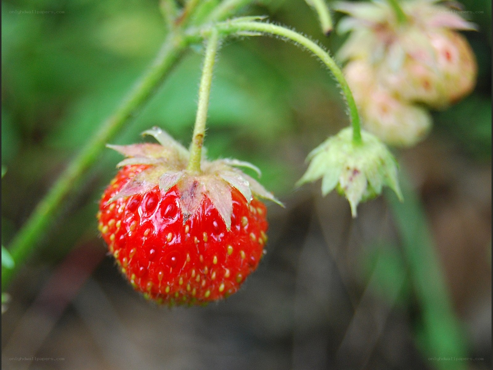 Ripe strawberry on a plant
