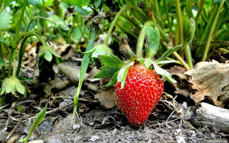 Ripe Strawberry on Ground
