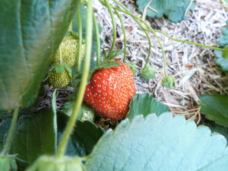 Ripe Strawberry on Plant — Red