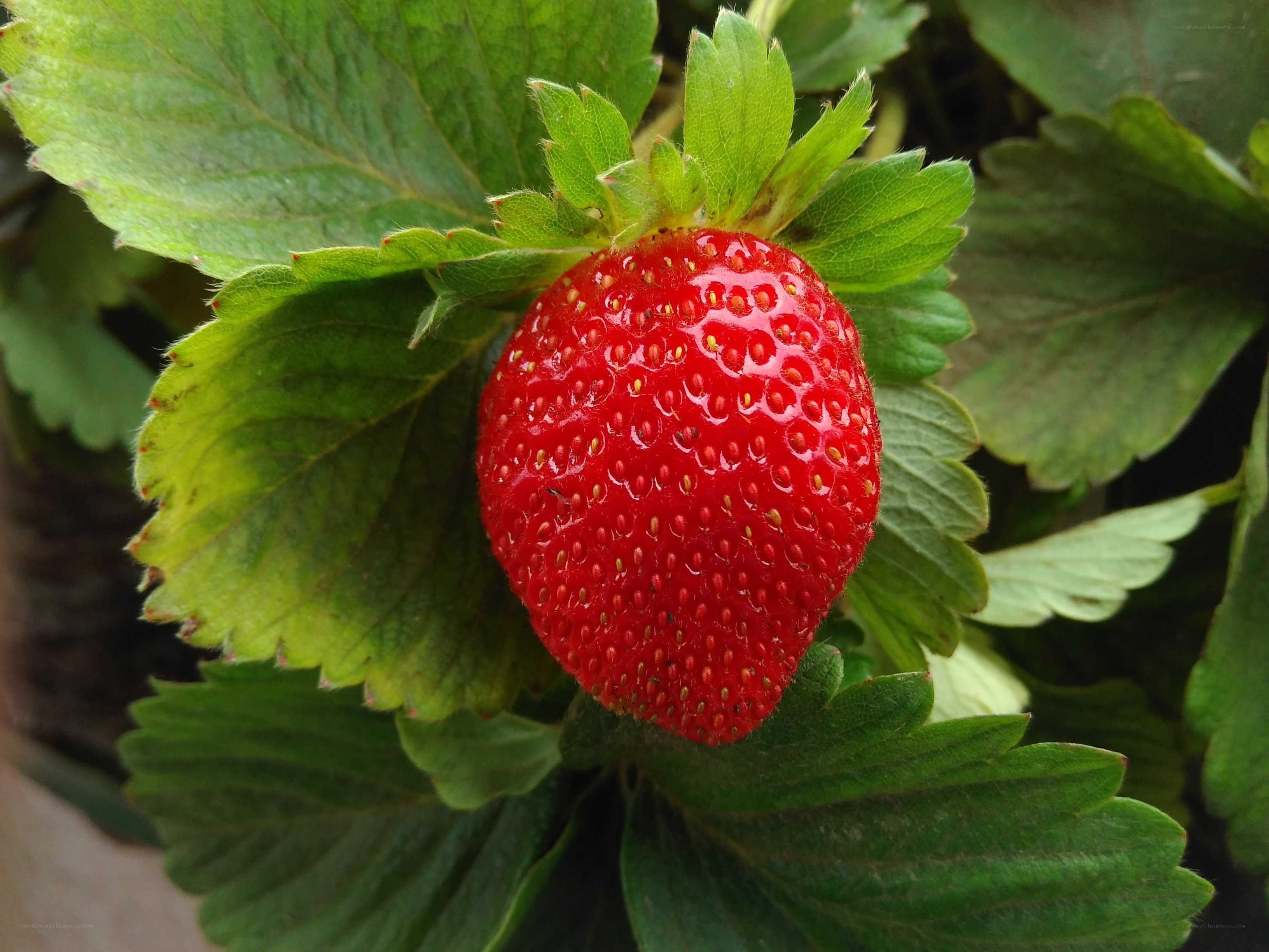 ripe strawberry on plant