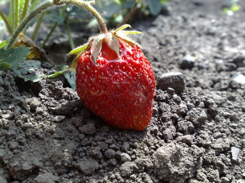 ripe strawberry on soil