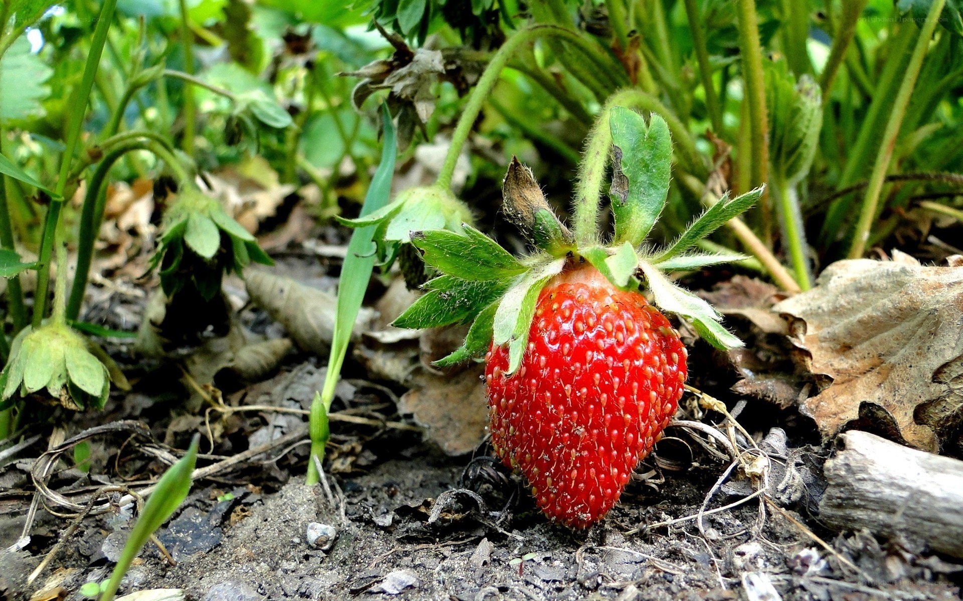 ripe strawberry on the ground