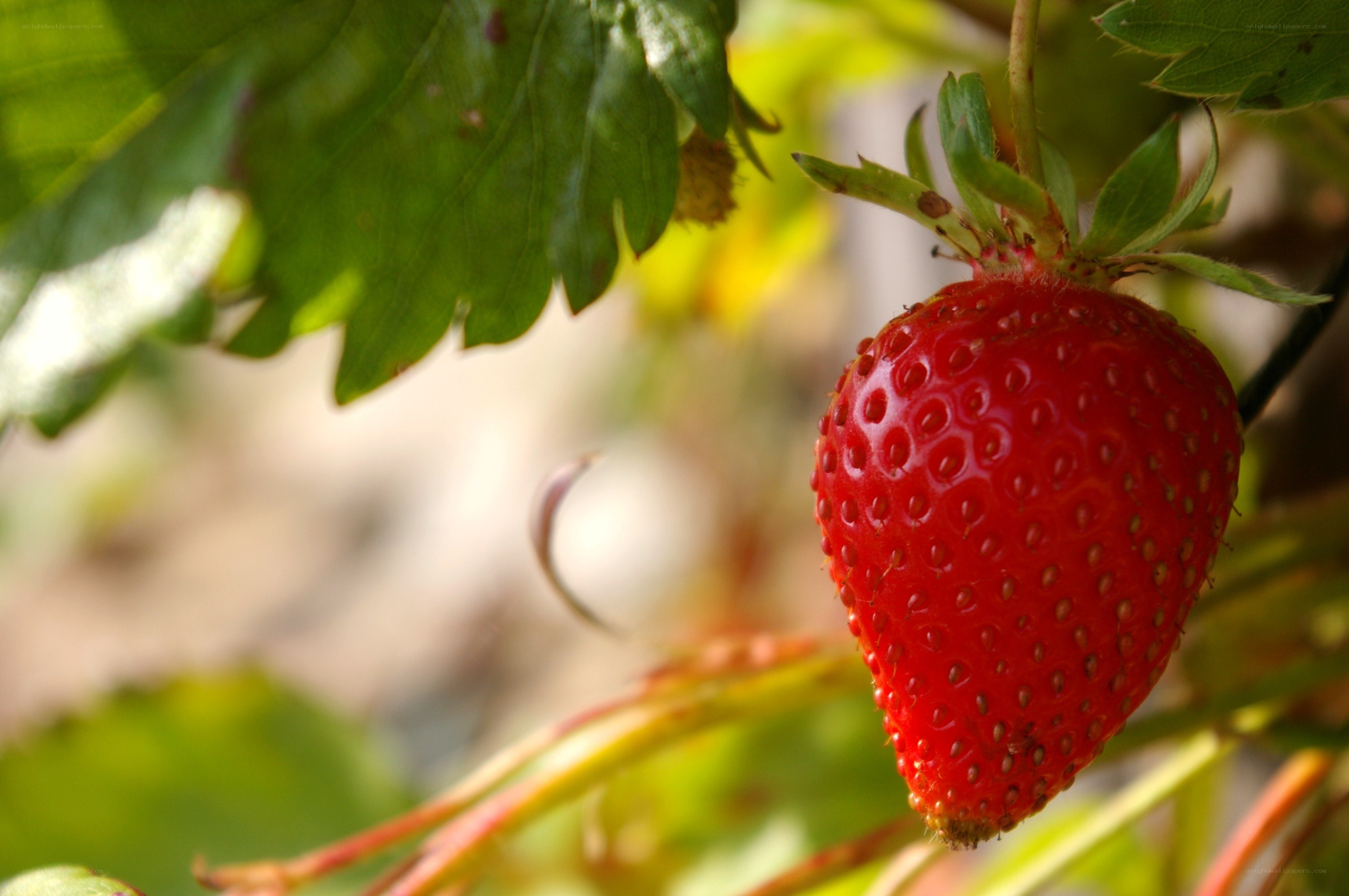 Ripe strawberry on the vine
