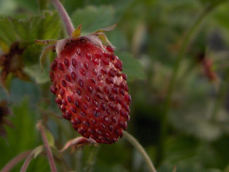 Ripe strawberry on the vine