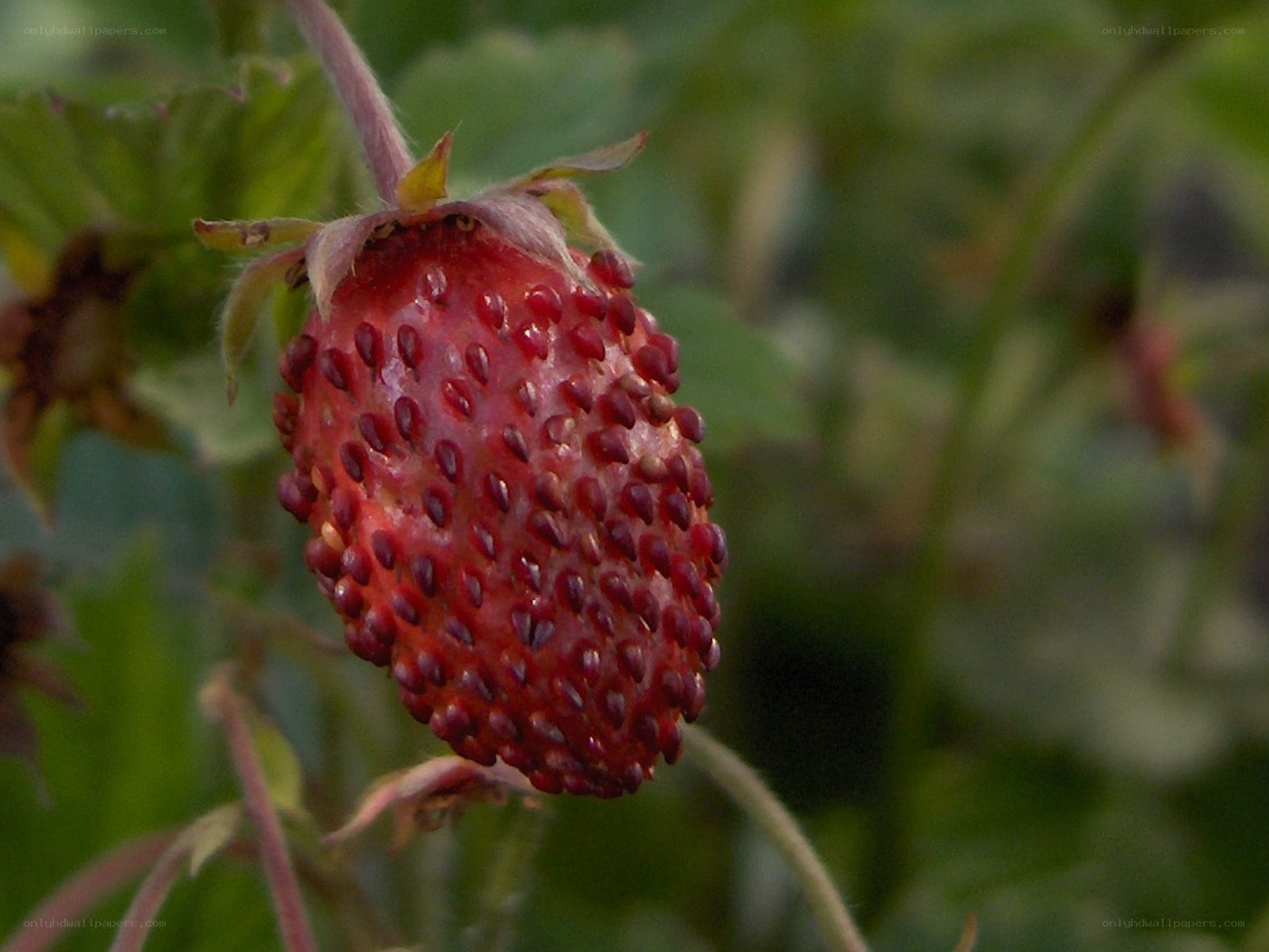 Ripe strawberry on the vine