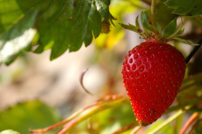 Ripe Strawberry on Vine — Red, Natural