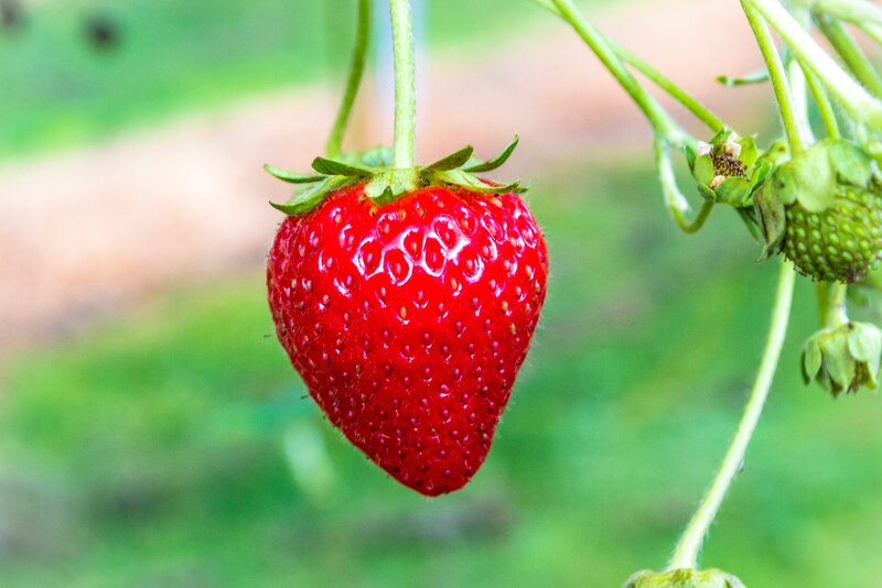 Ripe Strawberry on Vine