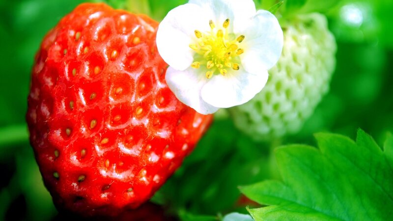 Ripe Strawberry with Flower