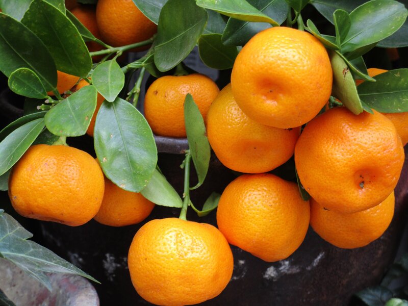 ripe tangerines on a tree