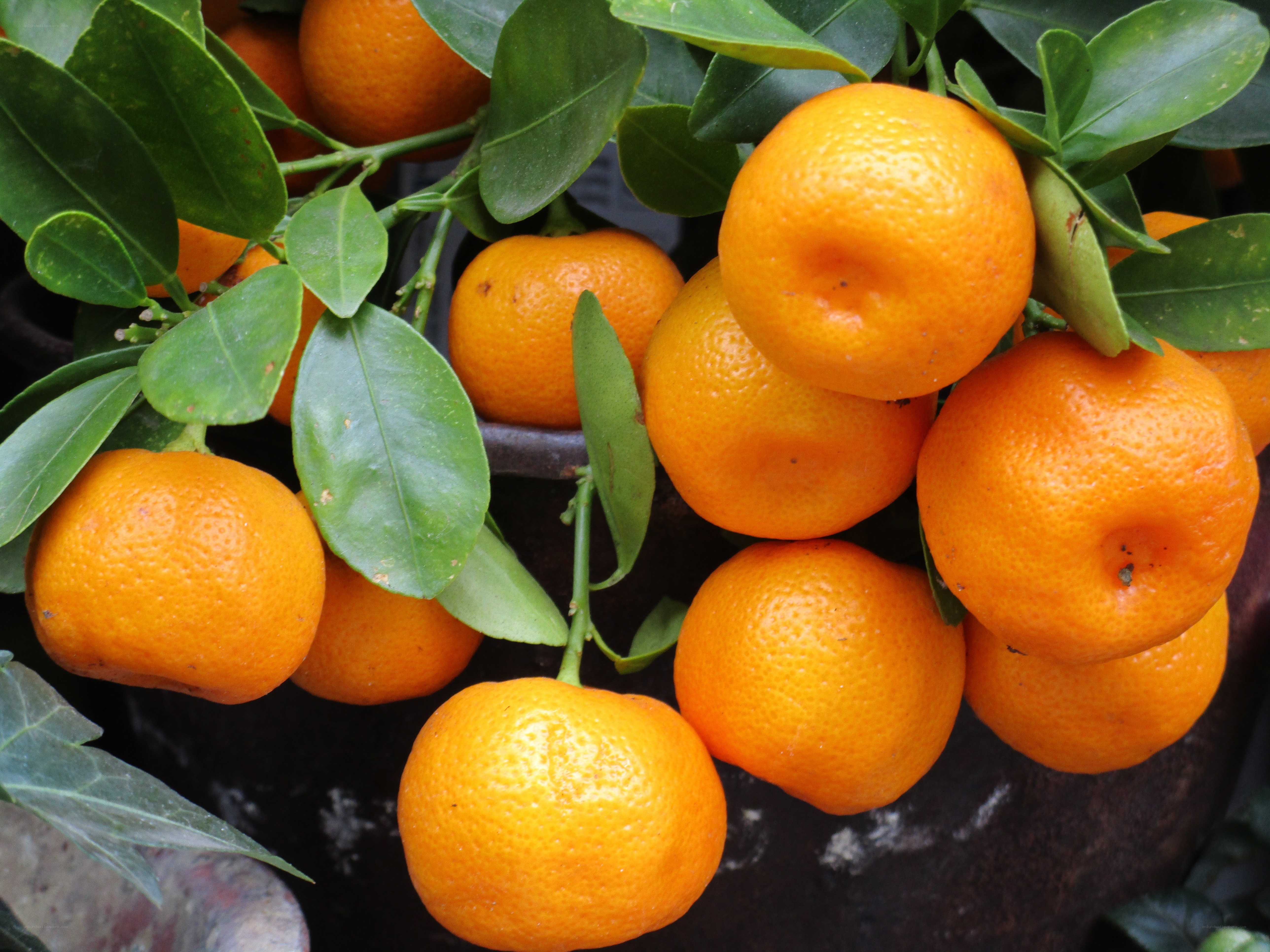 ripe tangerines on a tree