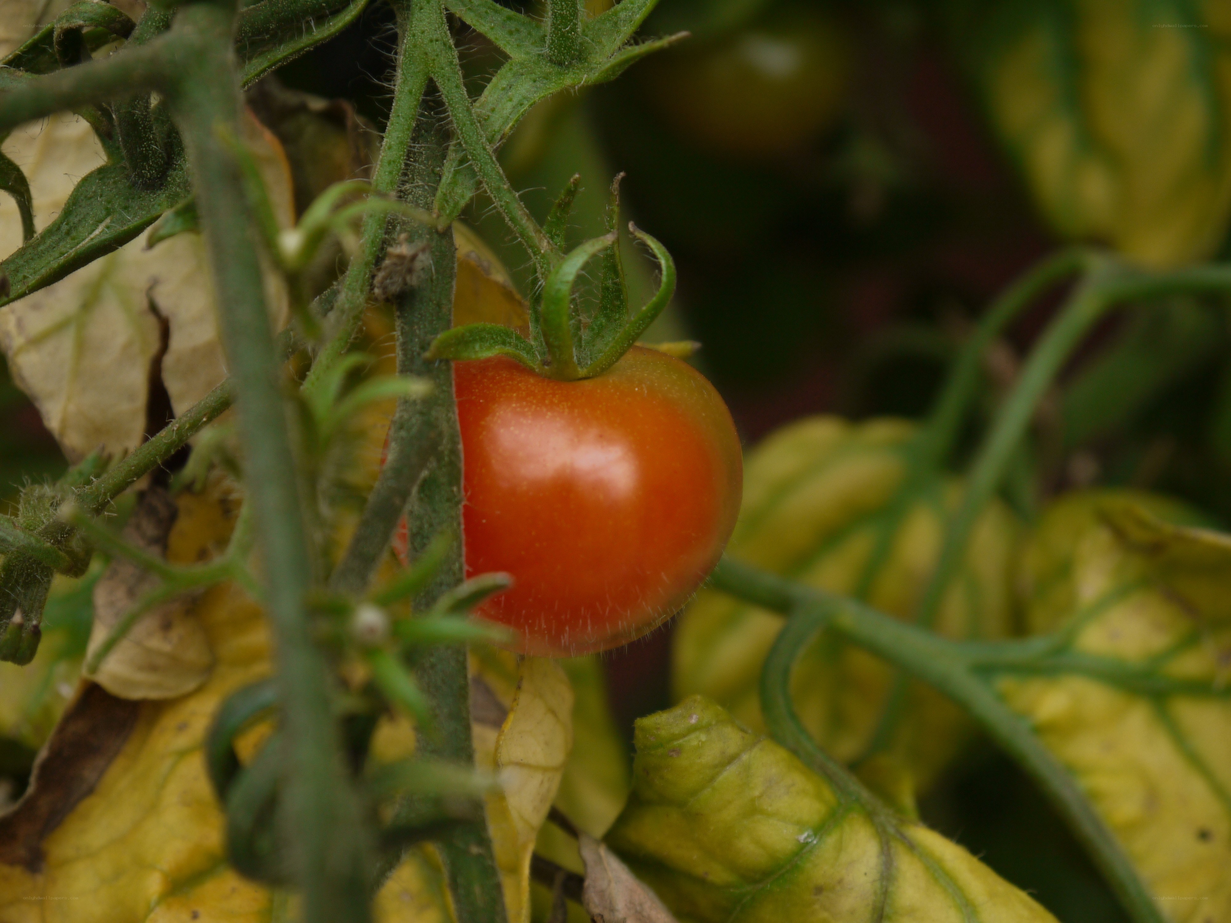 Ripe tomato on the vine
