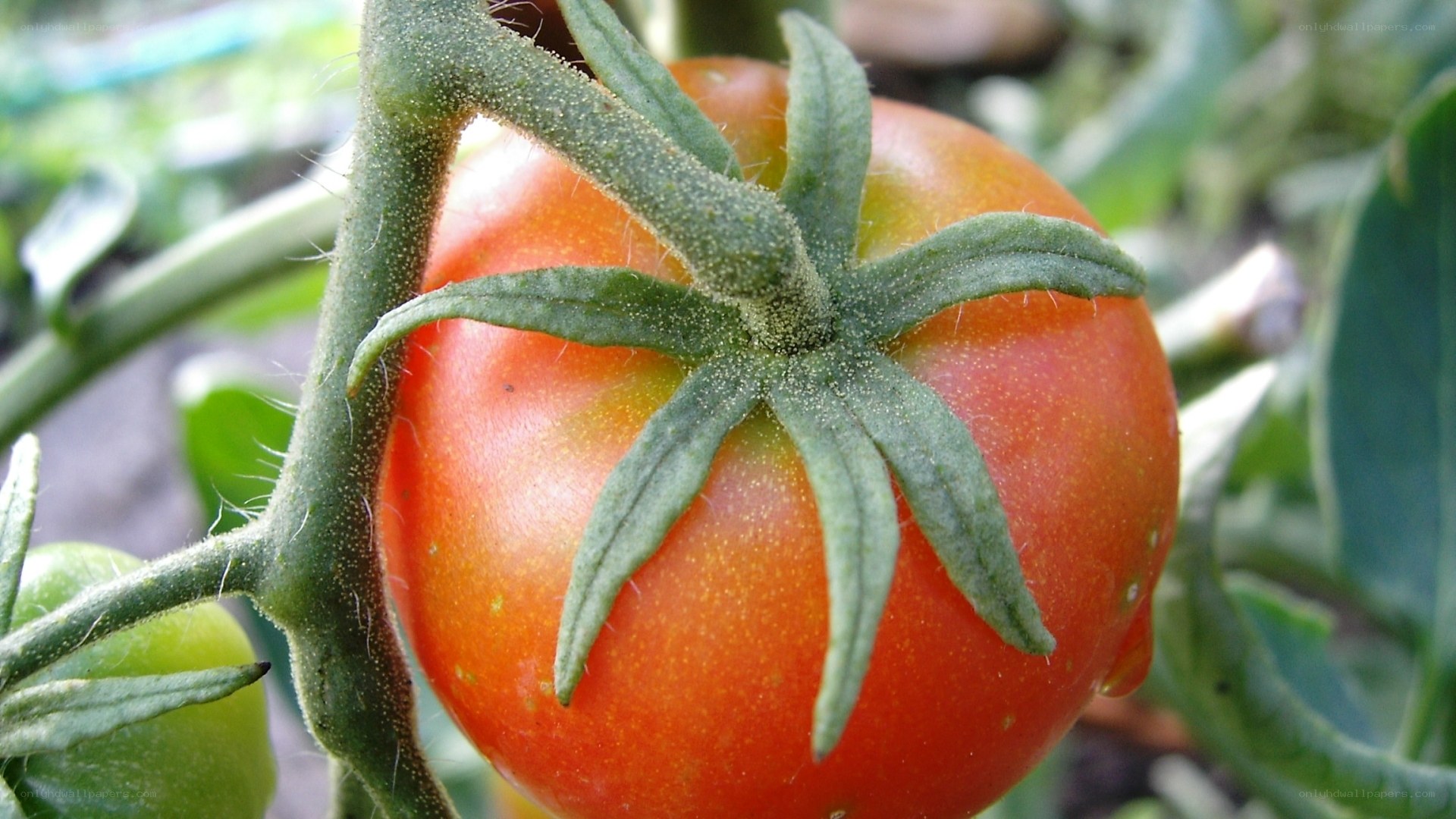 ripe tomato on the vine