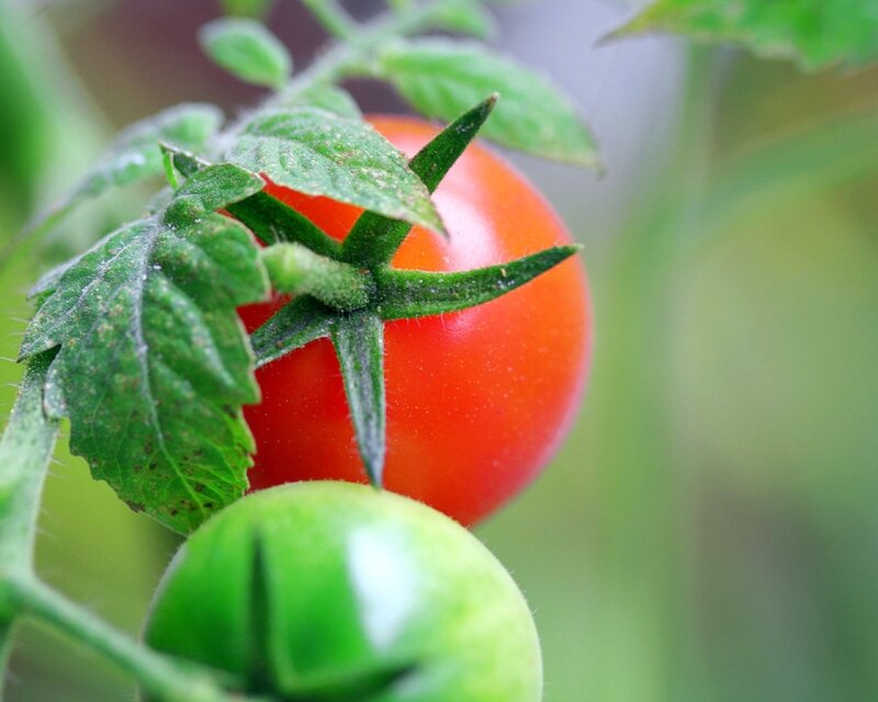 Ripe Tomato on Vine