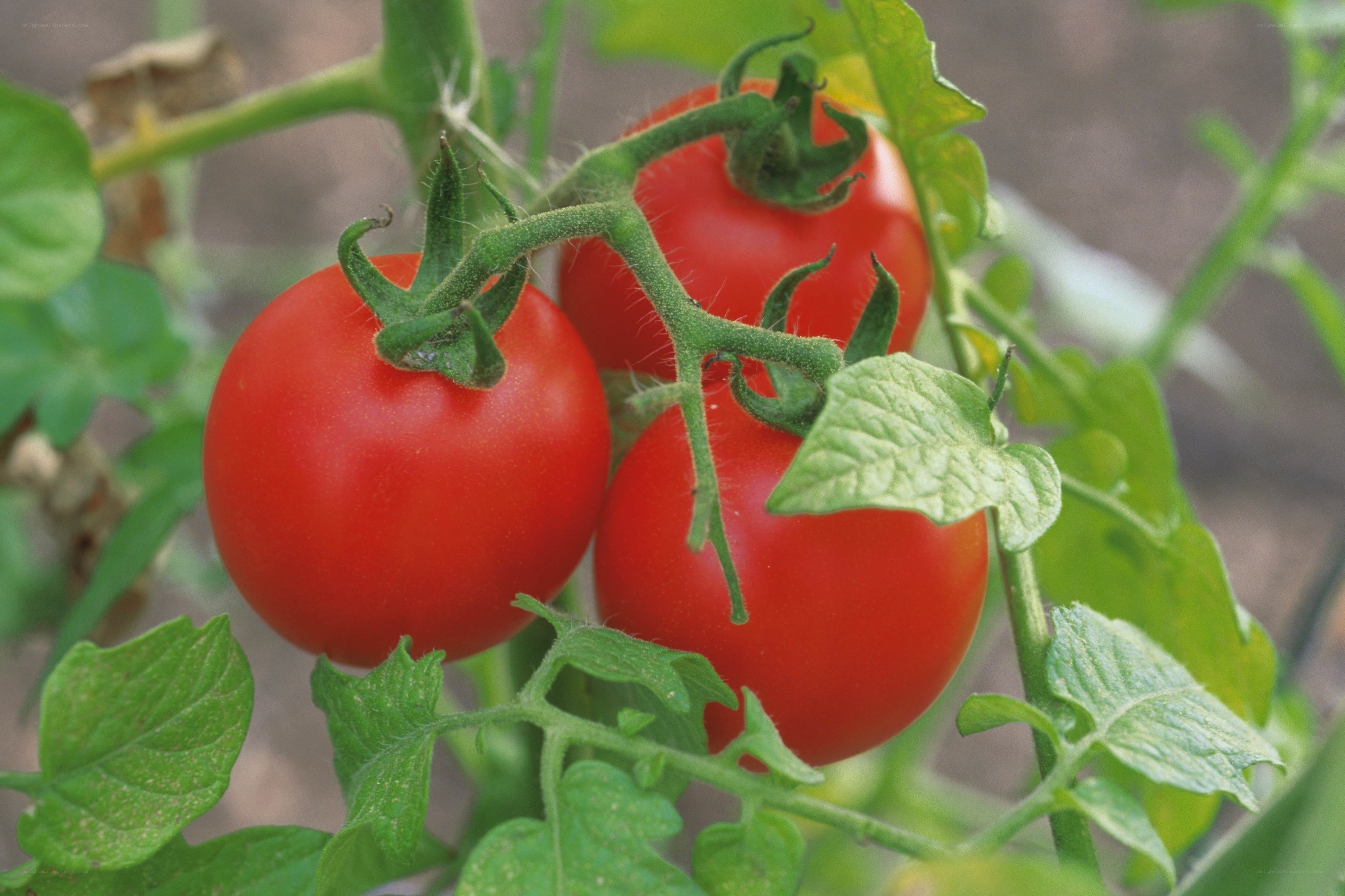 Ripe tomatoes on a vine