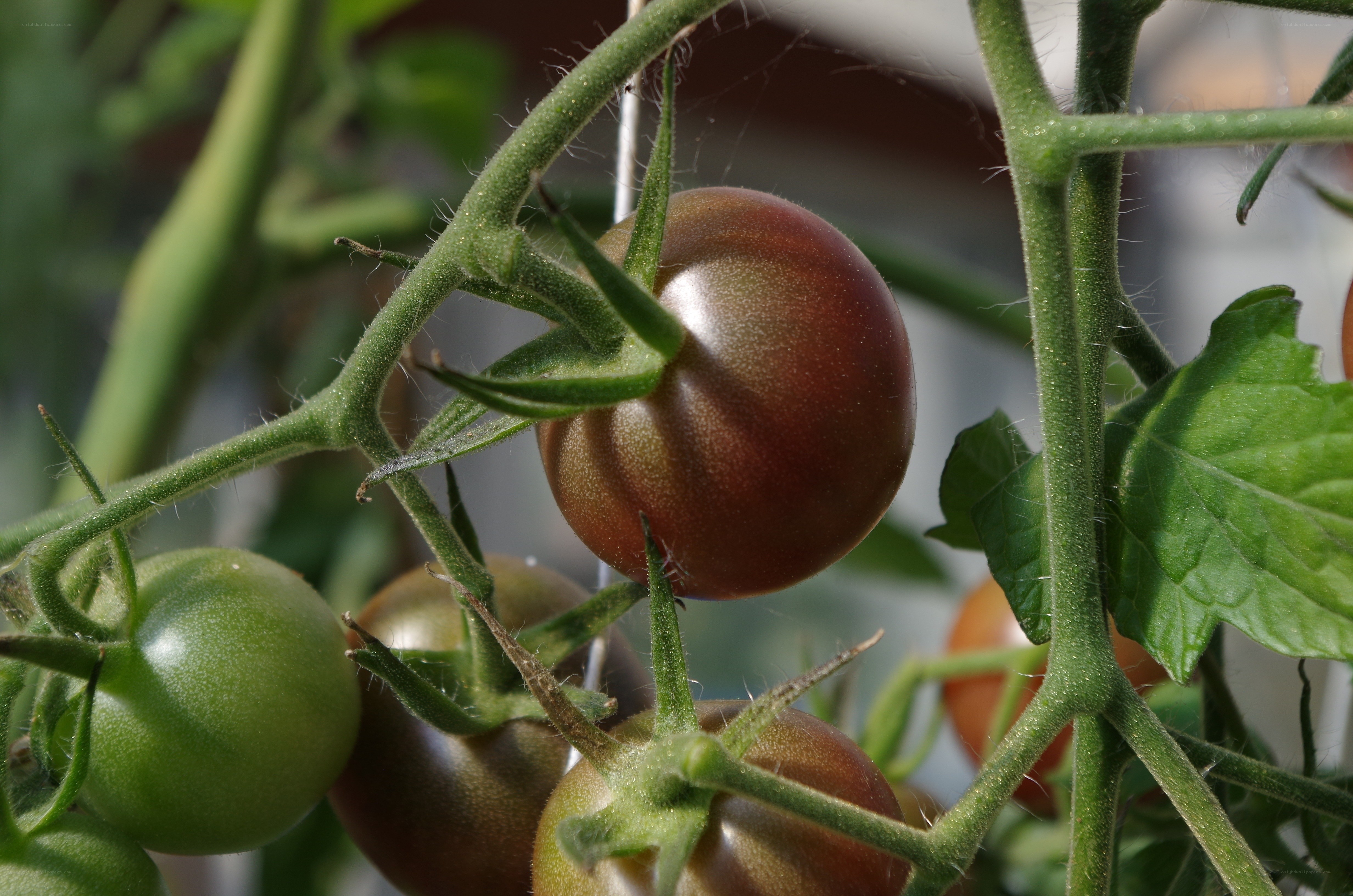 Ripe tomatoes on a vine