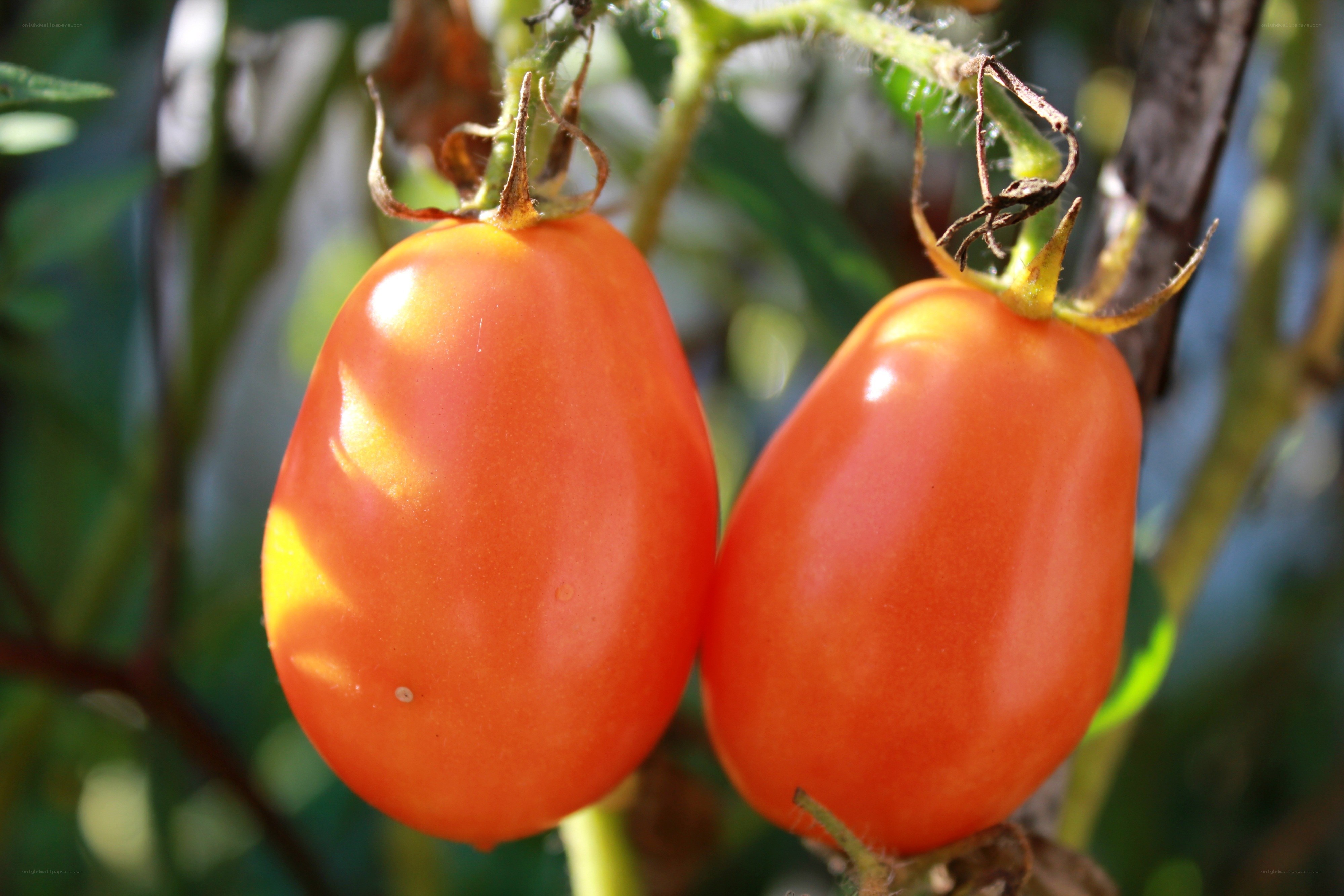 ripe tomatoes on a vine