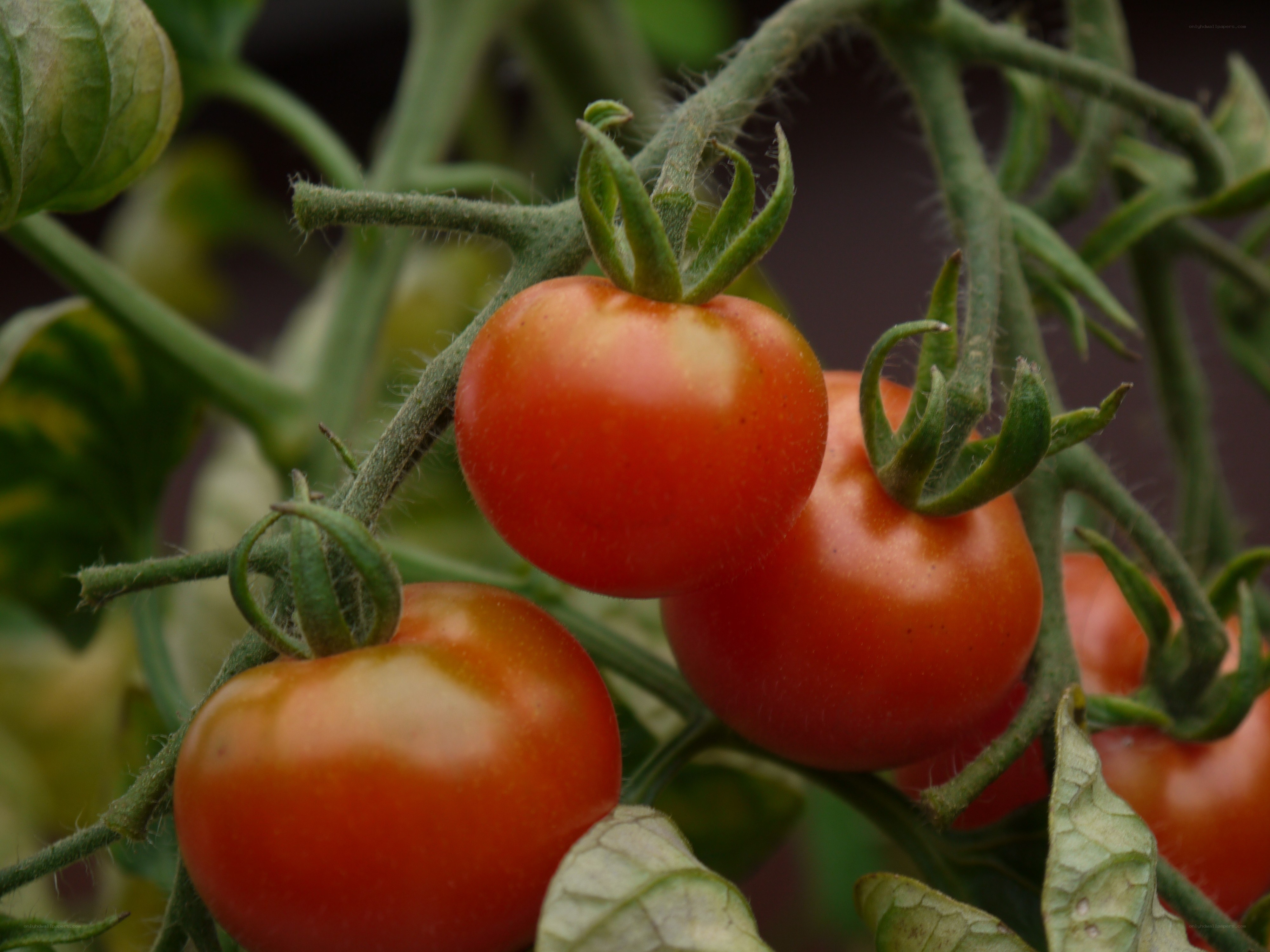 Ripe tomatoes on a vine