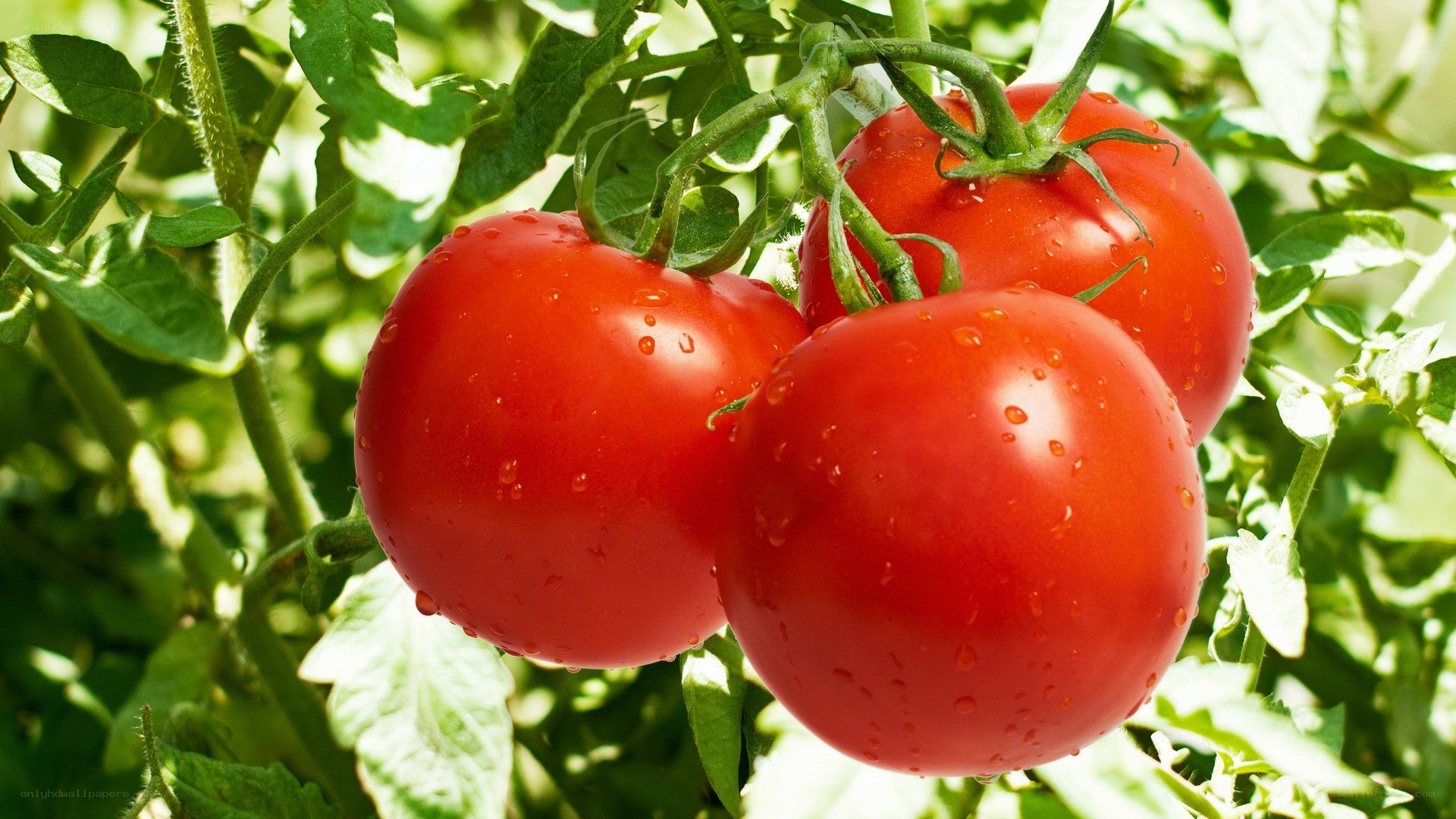 ripe tomatoes on a vine