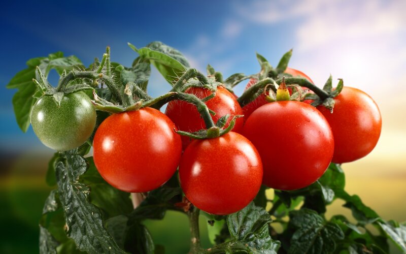 Ripe tomatoes on a vine