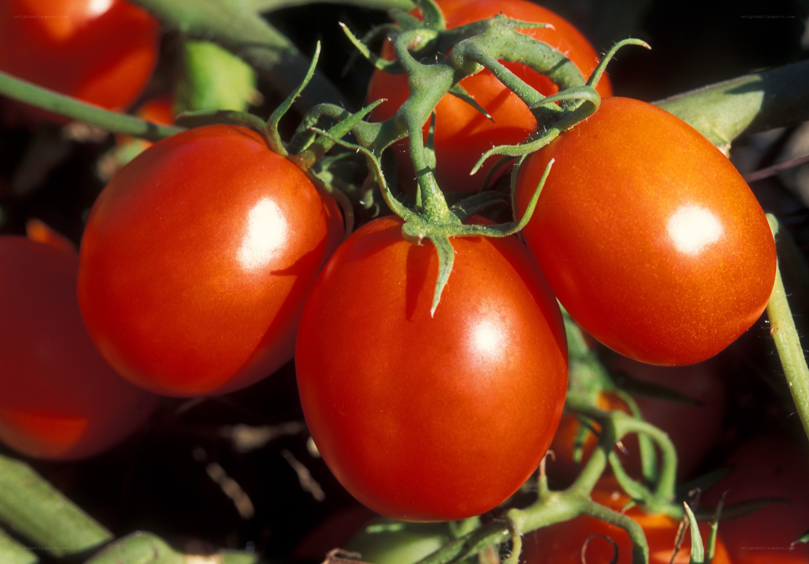 Ripe tomatoes on the vine