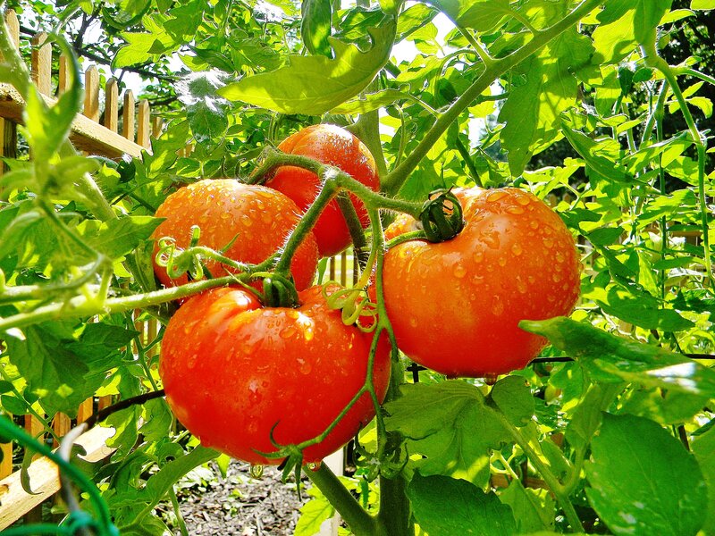 Ripe Tomatoes on Vine
