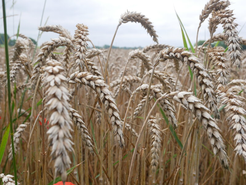 Ripe Wheat Ears