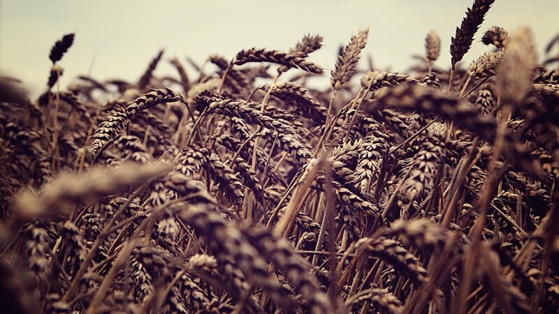 ripe wheat field