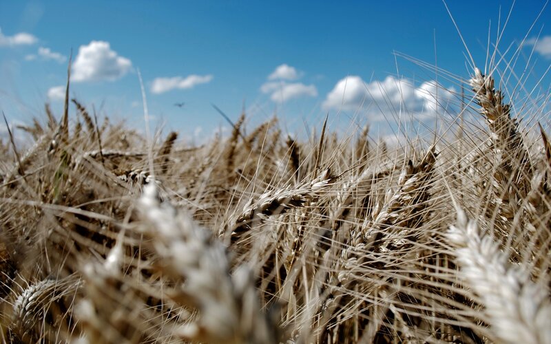Ripe Wheat Field — Blue