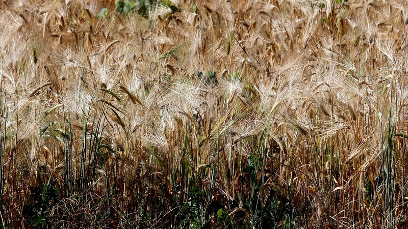 Ripe Wheat Field — Brown, Calm