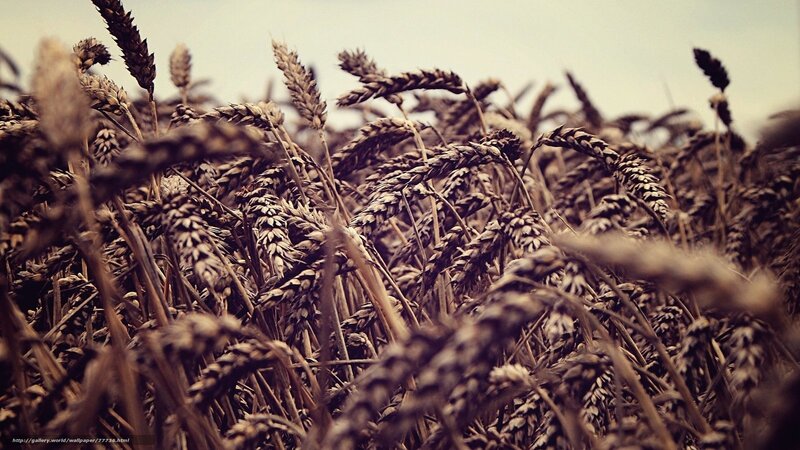 Ripe Wheat Field — Brown