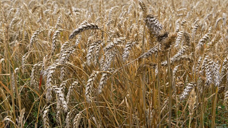 ripe wheat field