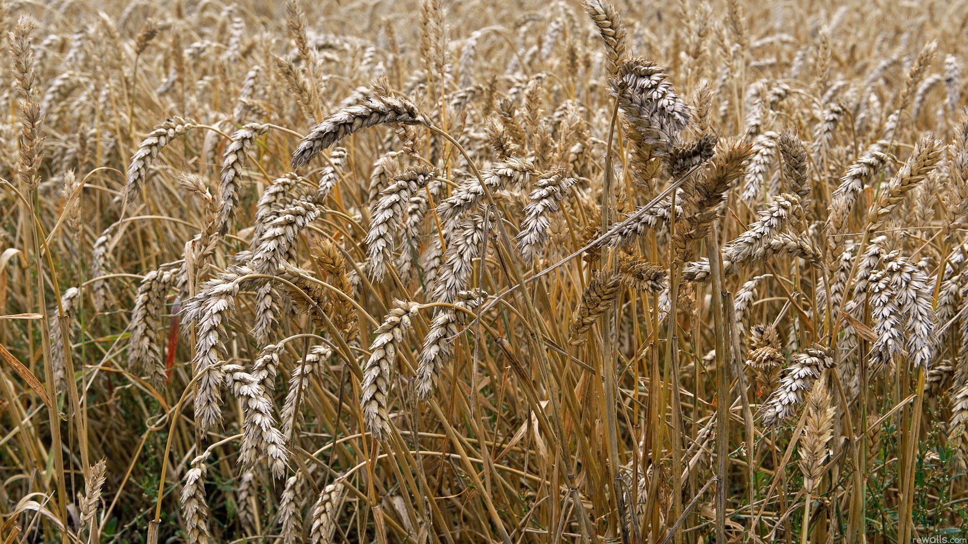 ripe wheat field