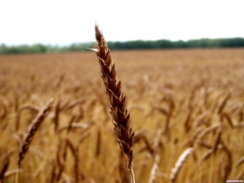 Ripe wheat in a golden field
