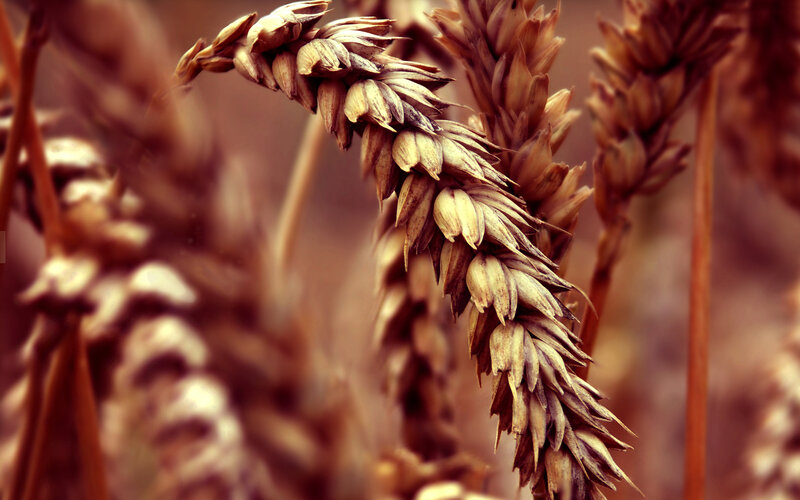 Ripe Wheat Stalk
