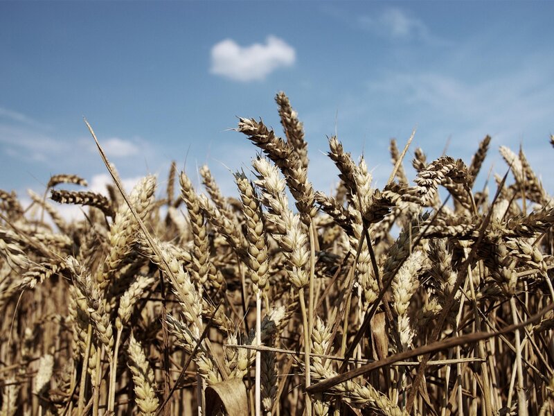 Ripe Wheat Stalks — Blue, Serene, Afternoon